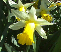 Daffodil nation symbol of Wales